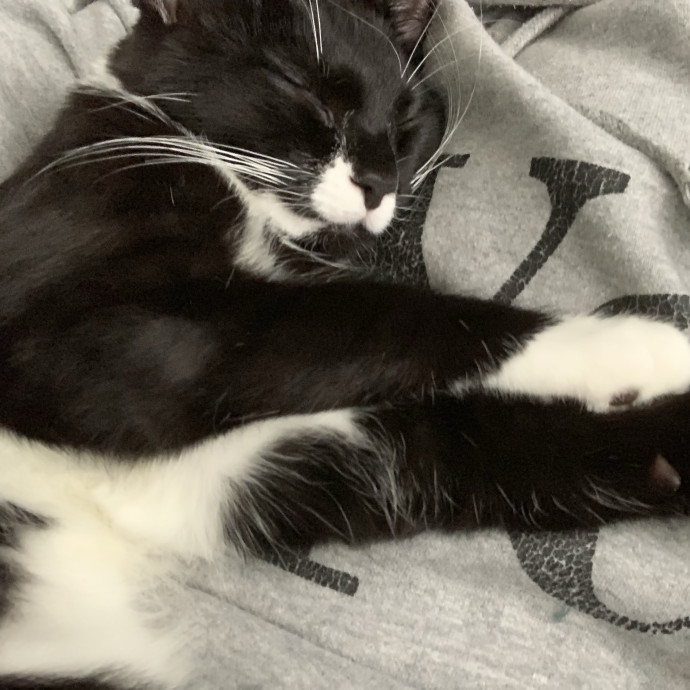 Whisker Whisperer Treat Dispenser