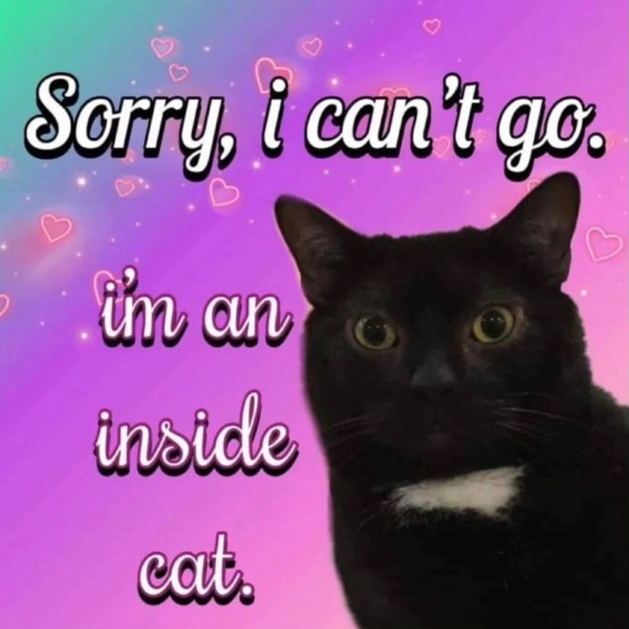 Zero Drama All Purrs