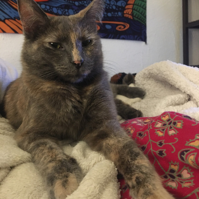Zero Drama All Purrs