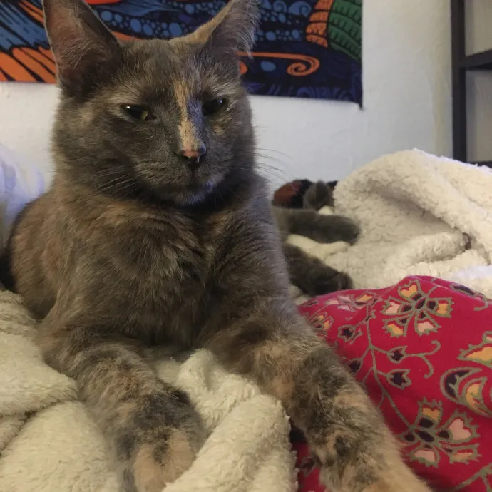 Zero Drama All Purrs
