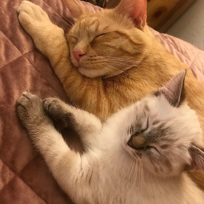 Zero Drama All Purrs