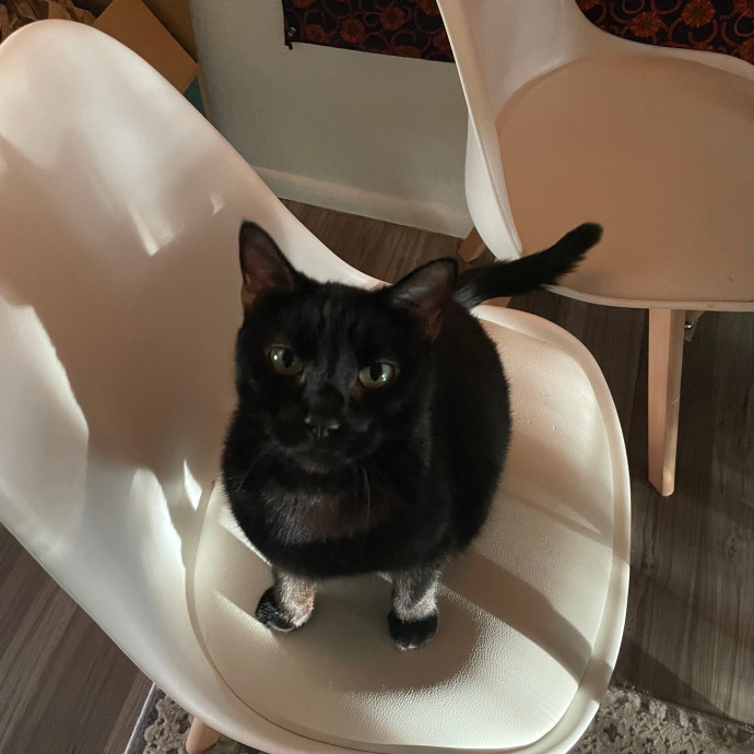 Zero Drama All Purrs