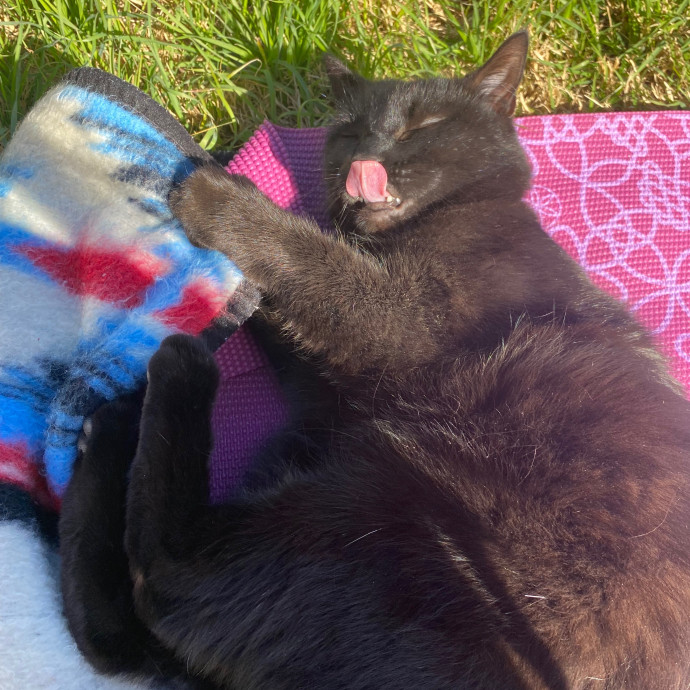 Zero Drama All Purrs