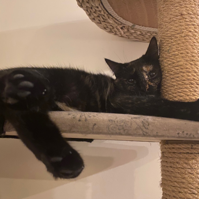 Zero Drama All Purrs