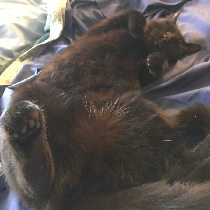 Zero Drama All Purrs