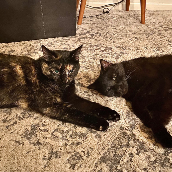 Zero Drama All Purrs