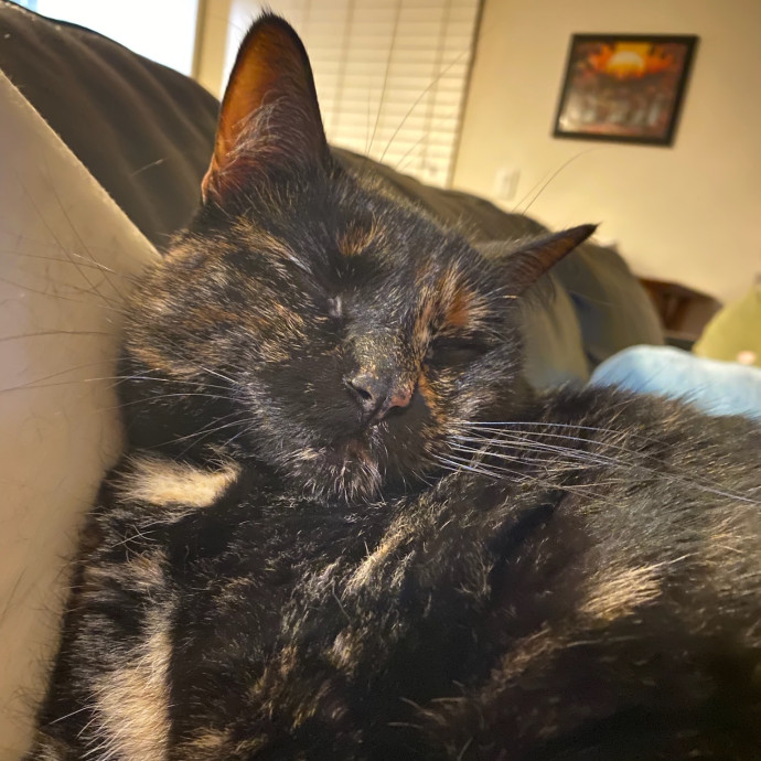 Zero Drama All Purrs