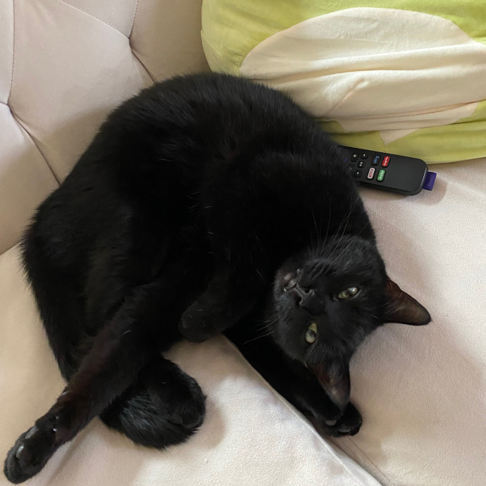 Zero Drama All Purrs photo 3