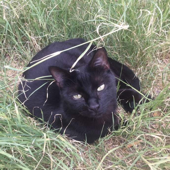 Zero Drama All Purrs photo 2