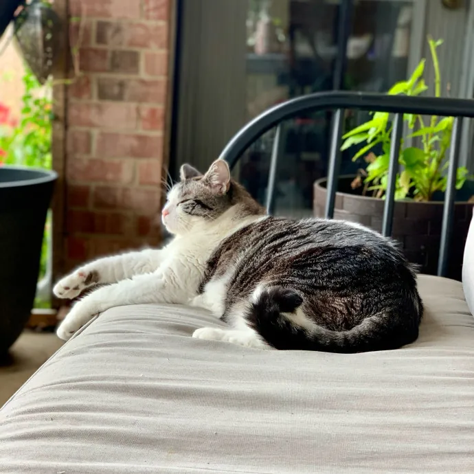 Adventures In Catsitting