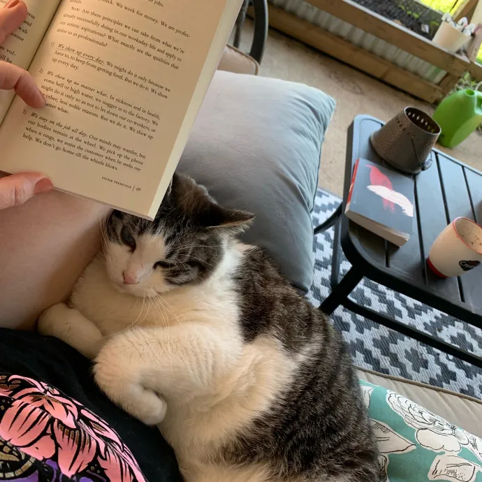 Adventures In Catsitting