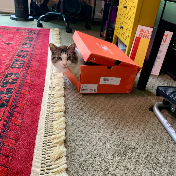 Adventures In Catsitting
