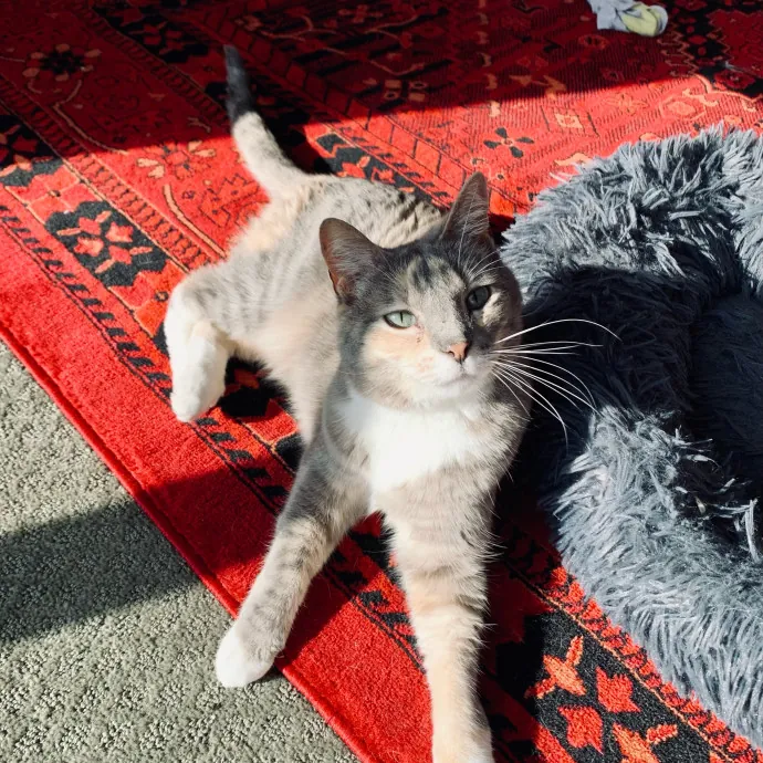 Adventures In Catsitting