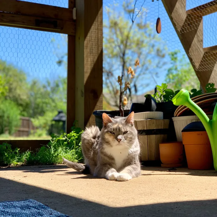 Adventures In Catsitting