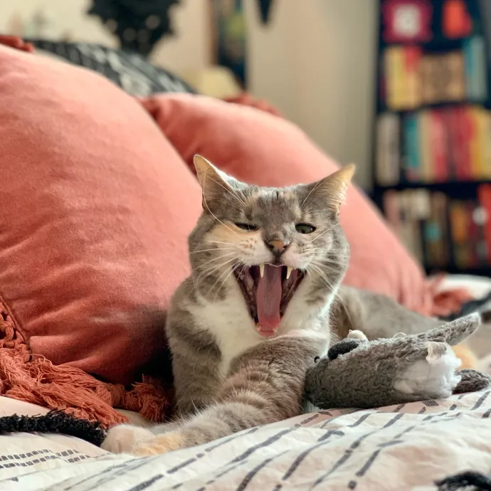 Adventures In Catsitting