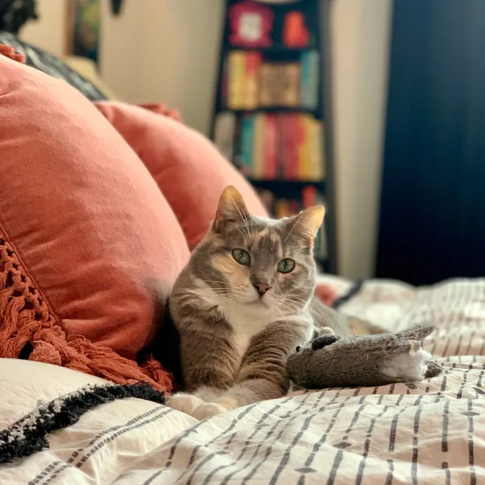 Adventures In Catsitting