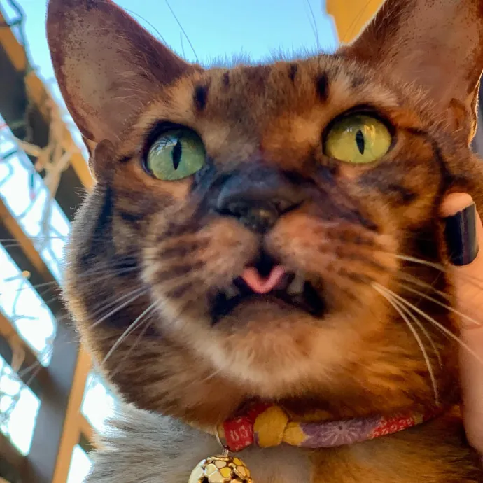 Adventures In Catsitting