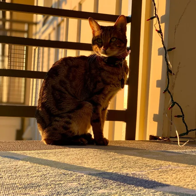 Adventures In Catsitting
