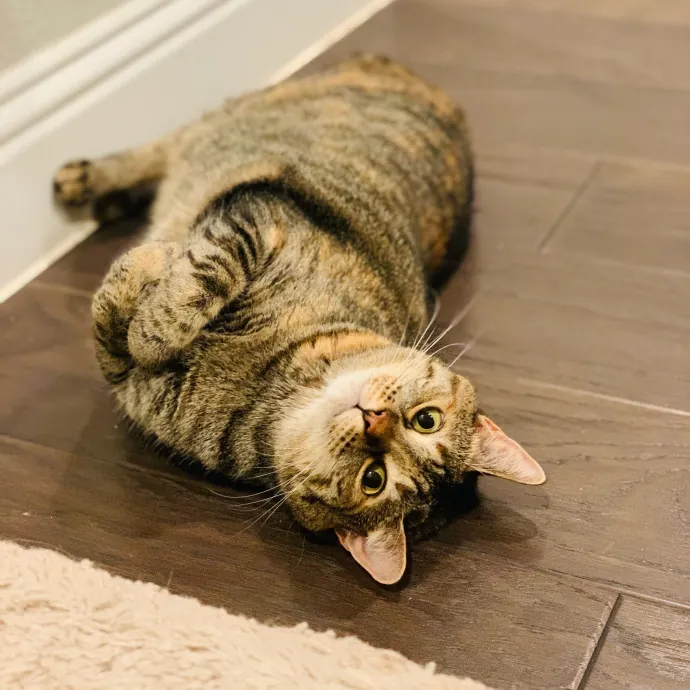 Adventures In Catsitting