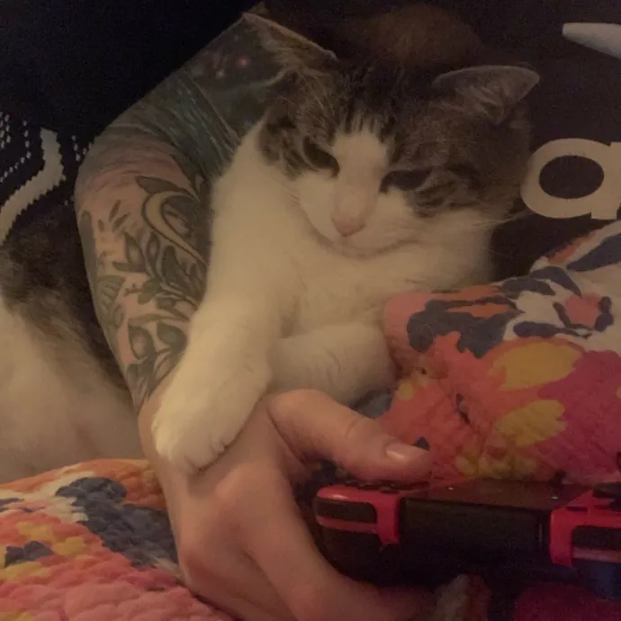 Adventures In Catsitting