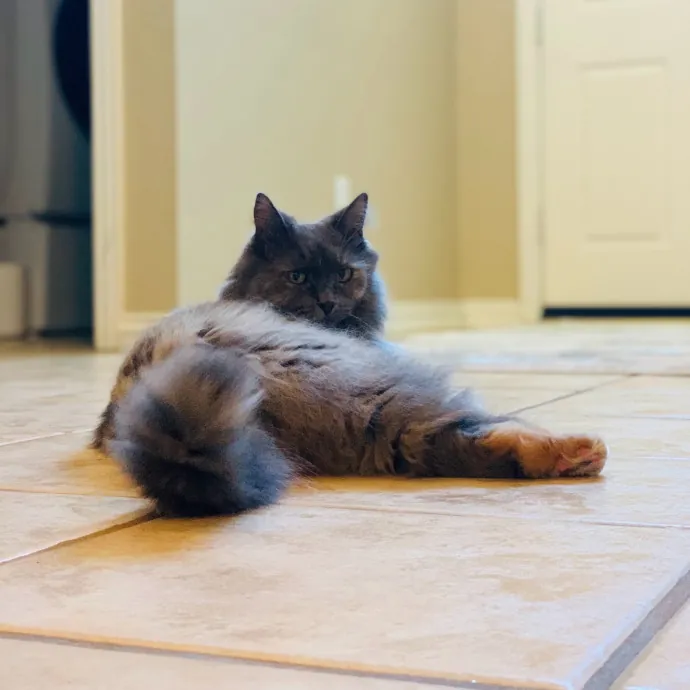 Adventures In Catsitting