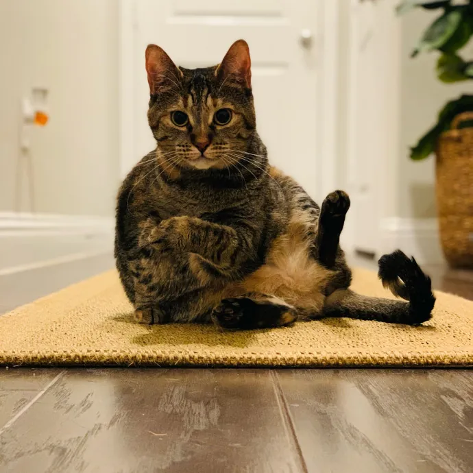 Adventures In Catsitting