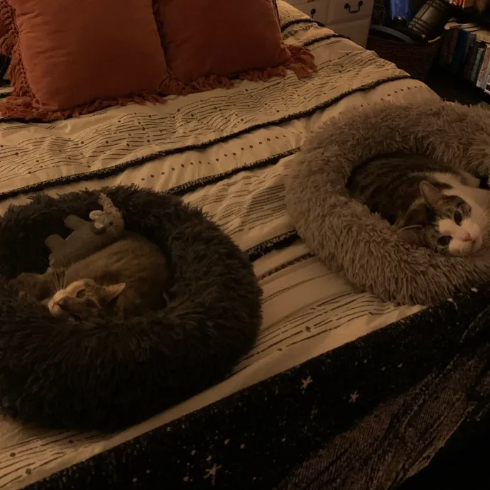 Adventures In Catsitting