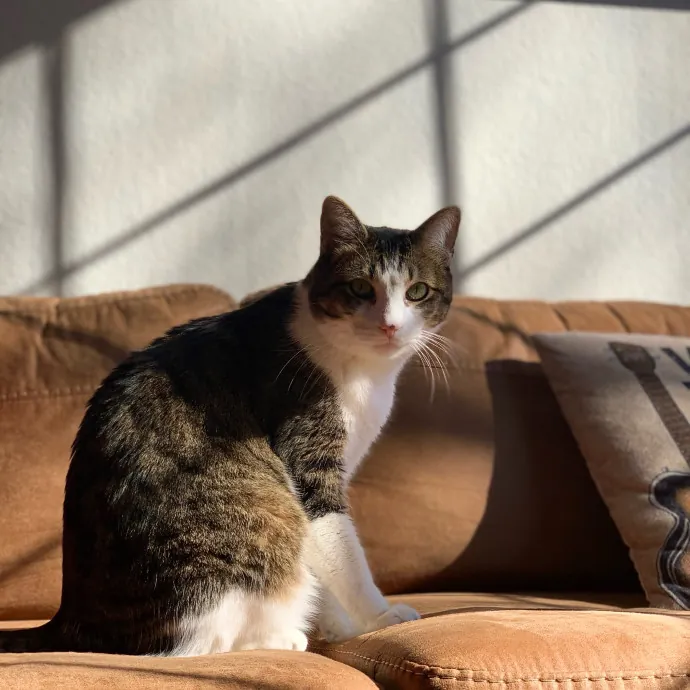 Adventures In Catsitting