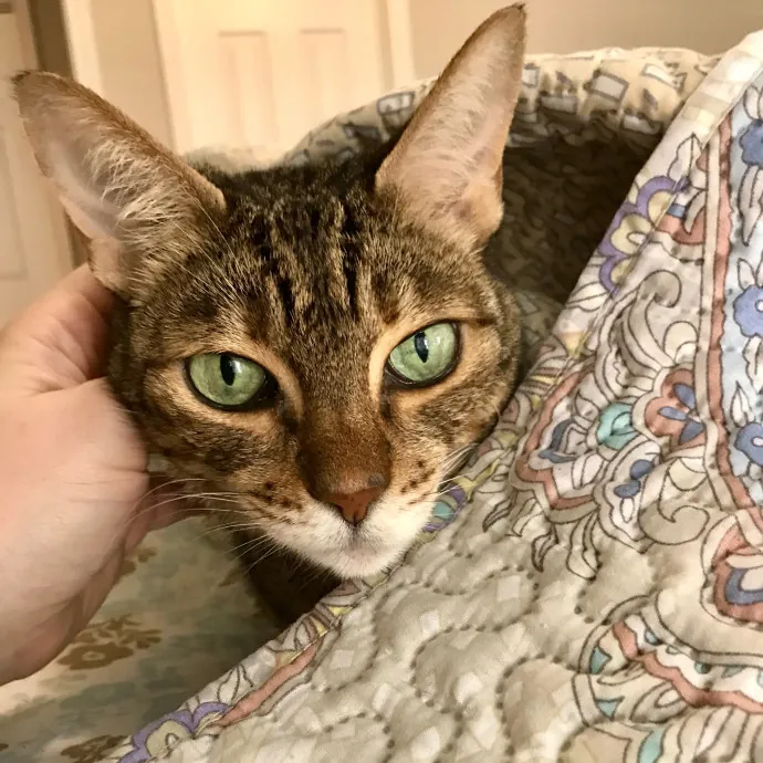 Adventures In Catsitting
