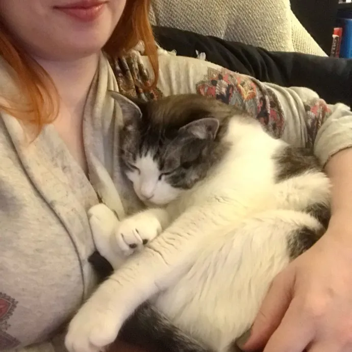 Adventures In Catsitting