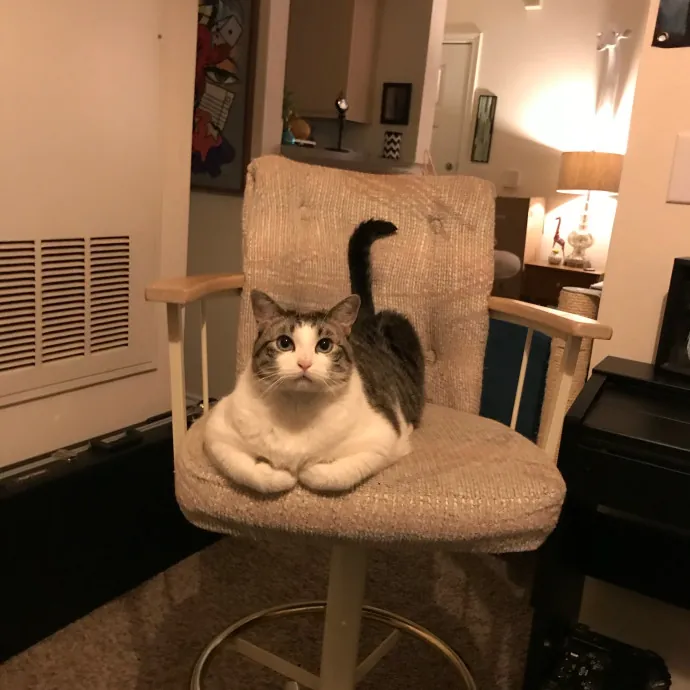 Adventures In Catsitting