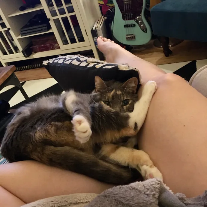 Adventures In Catsitting