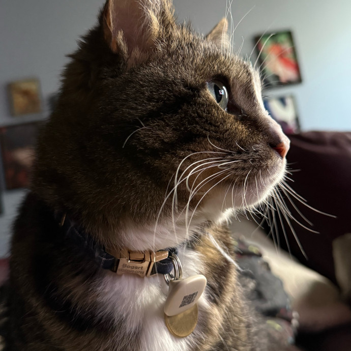 Cat Mom For Hire
