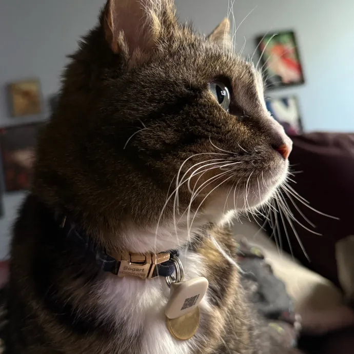 Cat Mom For Hire
