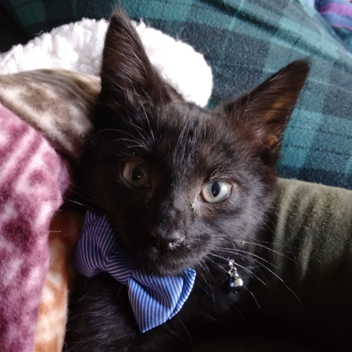 Cat Mom For Hire