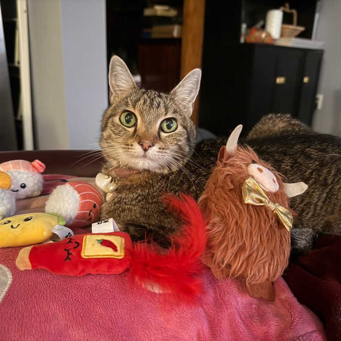 Cat Mom For Hire photo 3