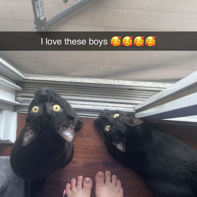 Love Your Kitties As My Own