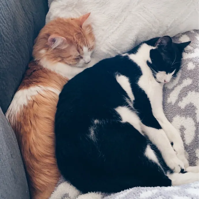 Santa Fe Cat Sitter photo 4