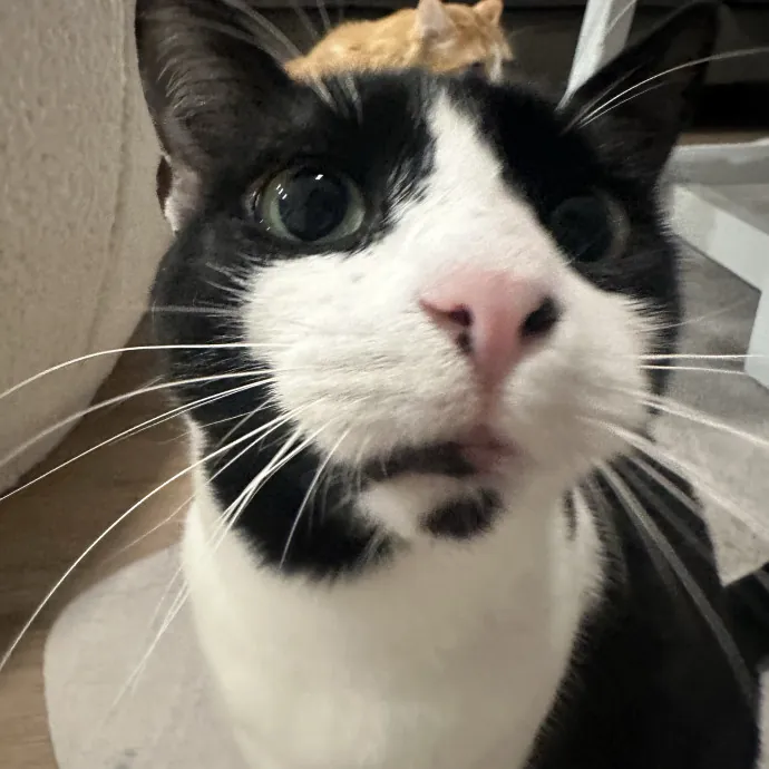 Santa Fe Cat Sitter photo 3