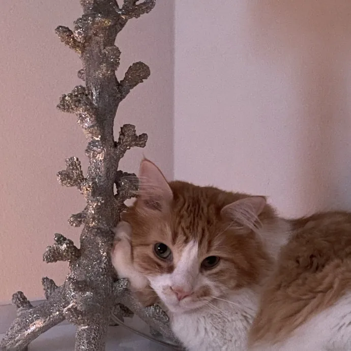 Santa Fe Cat Sitter photo 2