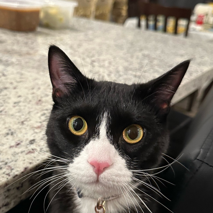 Loving Cat Parent