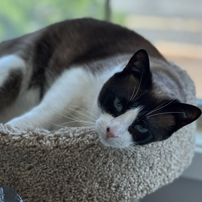 Loving Cat Parent