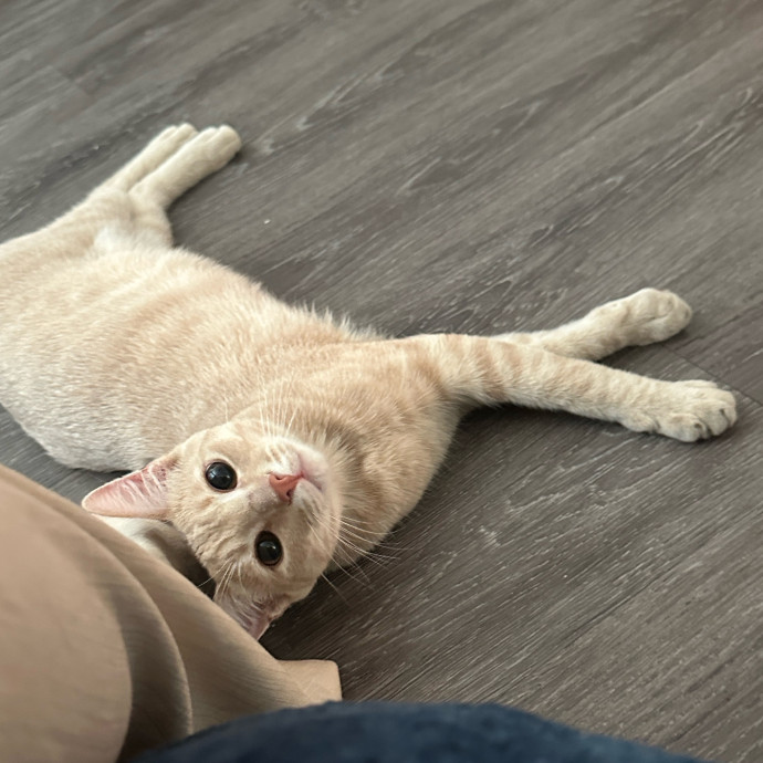 Loving Cat Parent