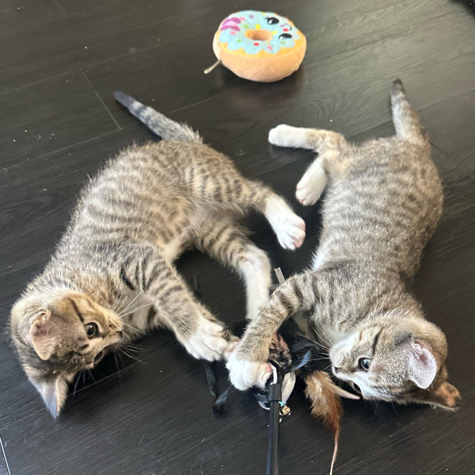 Loving Cat Parent