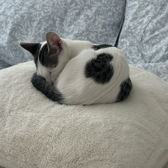 Loving Cat Parent