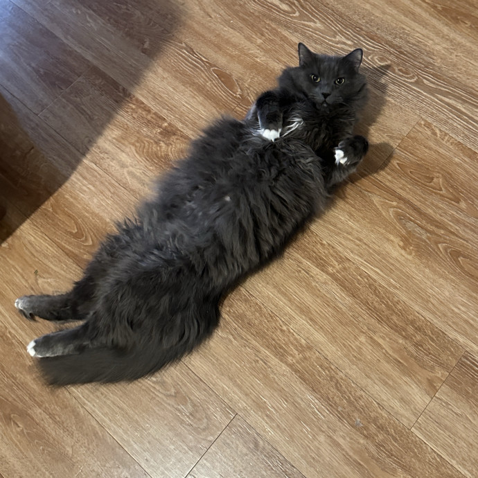 Loving Cat Parent