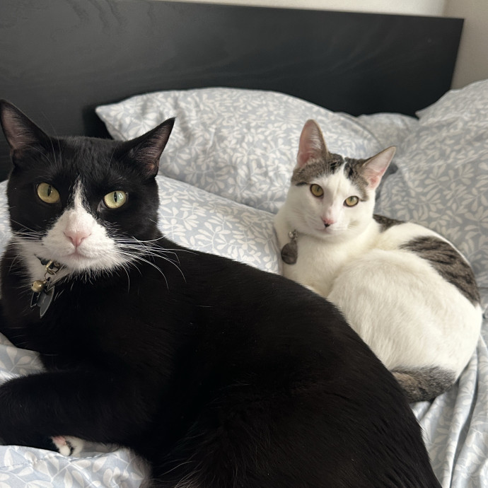 Loving Cat Parent