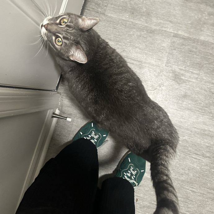 Loving Cat Parent photo 2