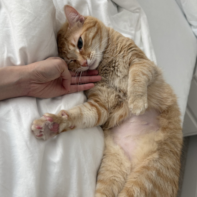 Loving And Reliable Pet Care