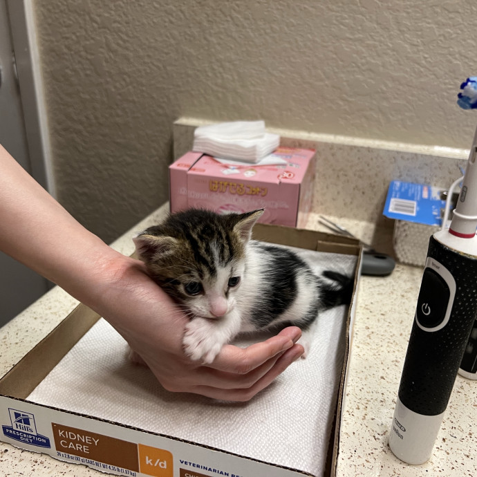 Loving And Reliable Pet Care